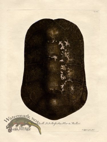 (image for) Trew Turtle Shell 16