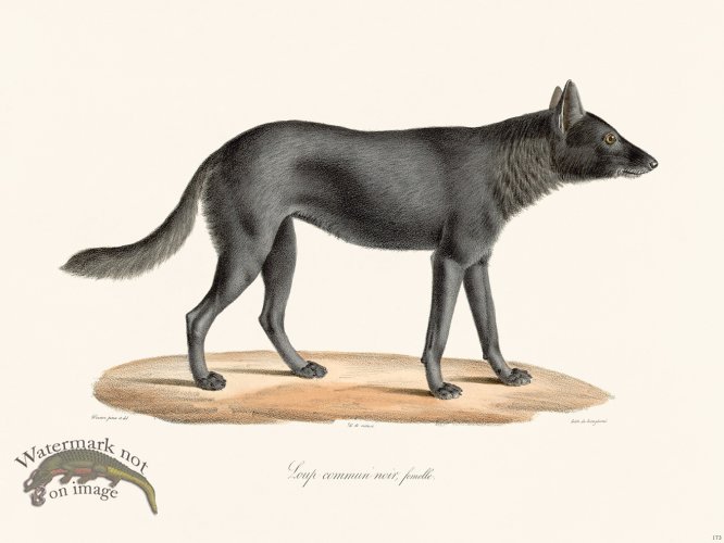 (image for) Cuvier 173