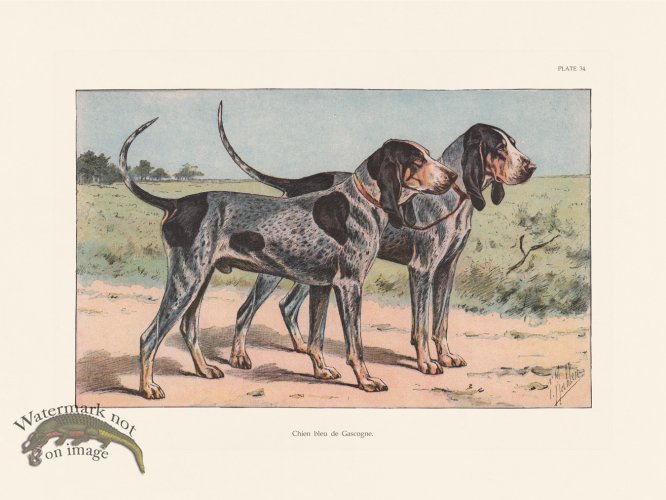 (image for) Les Chiens 034