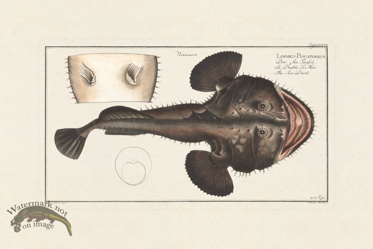 (image for) BLOCH FISH 087