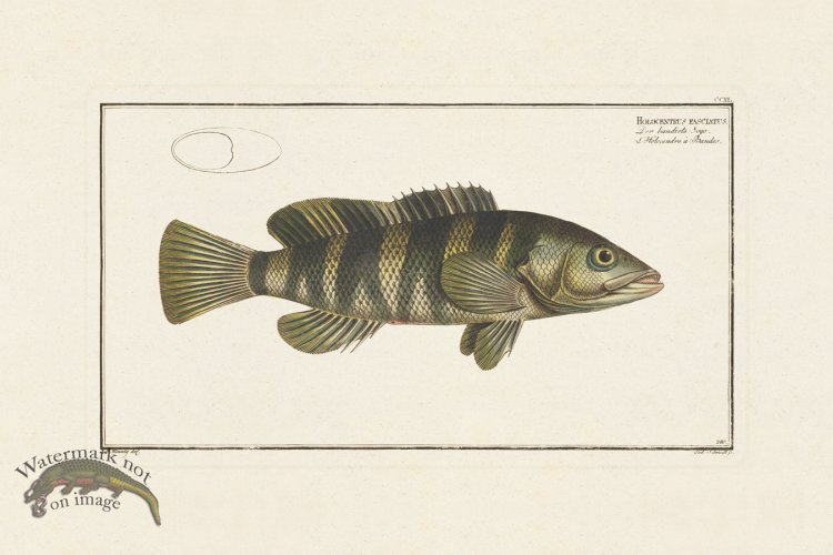 (image for) BLOCH FISH 240