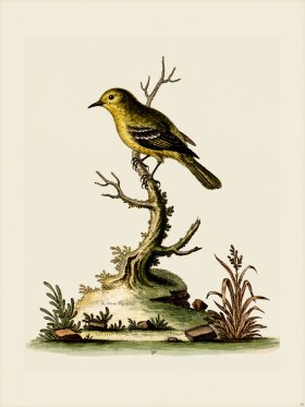 Edwards 079 Indian Fly-catcher