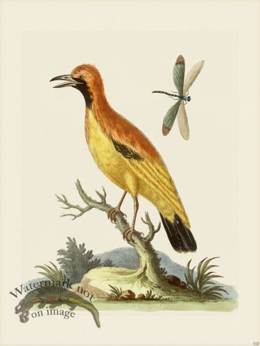 (image for) Edwards 112 Golden of Paradise