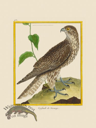 (image for) Martinet Bird 462