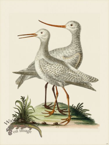 (image for) Edwards 139 White Godwit
