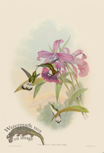 (image for) Gould Hummingbird 300