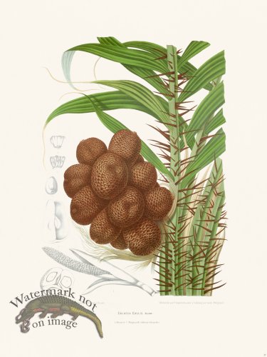 (image for) Horticulture of Java 37