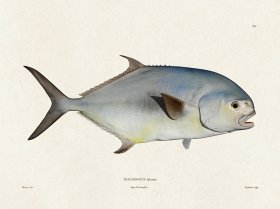 (image for) Werner Fish 023