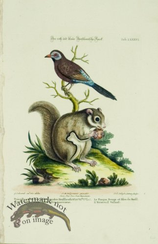 (image for) SB 21 Le Picon Rouge et Bleu du Brefil (Finch and Squirrel)