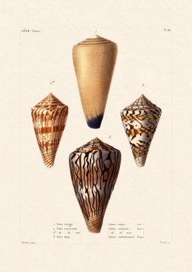 French Shell 036