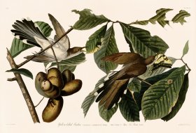 002 Yellow-billed Cuckoo 