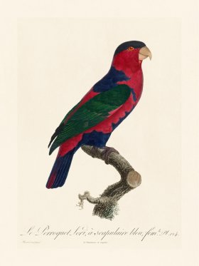 Barraband Parrot 124