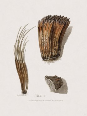 34 New Holland Caffowary