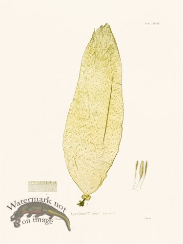 (image for) Bradbury Seaweed 148