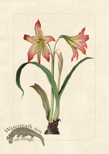 (image for) Edward bury 23