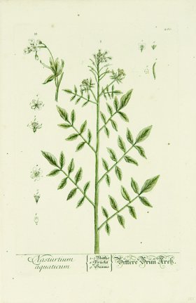 Blackwell German 250