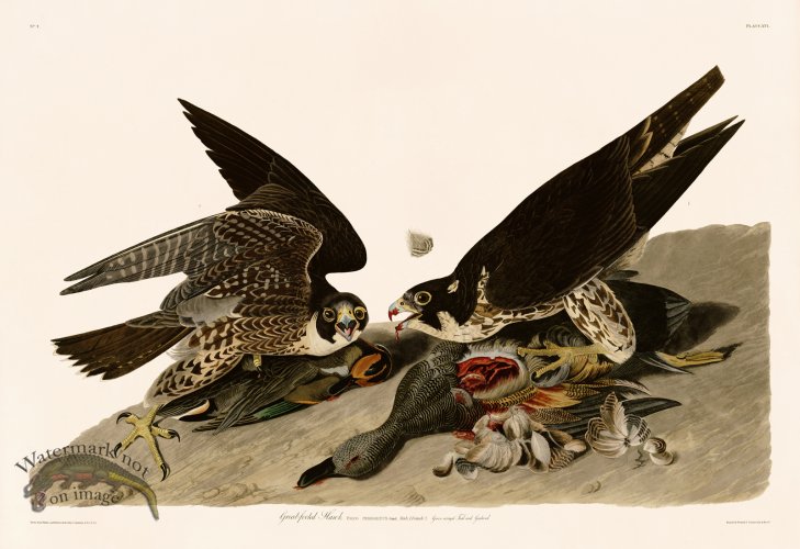 016 Great footed Hawk