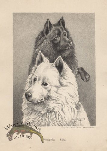 (image for) 1890s Dogs 45
