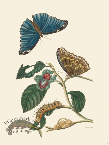 (image for) Merian Metamorphosis 53