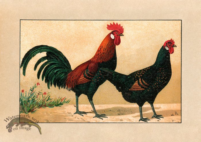 (image for) Chicken 16