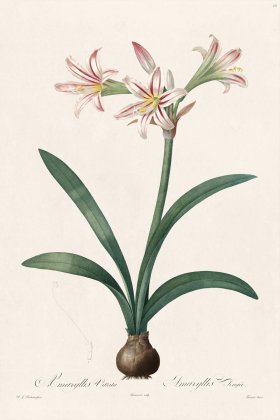 (image for) Les Liliacees Redoute 010