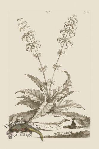 (image for) Abraham Munting 180