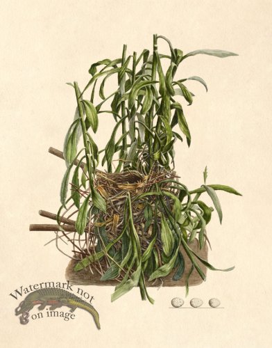 (image for) Eggs of Ohio 021