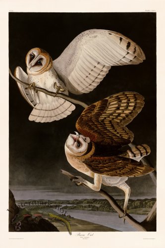 (image for) 171 Barn Owl