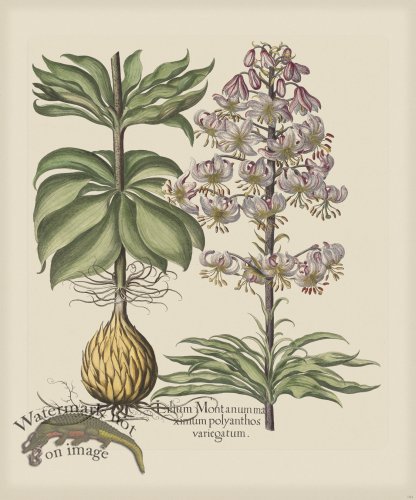 (image for) Besler 184 Colored B2