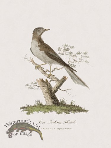 (image for) 9 New Holland Caffowary