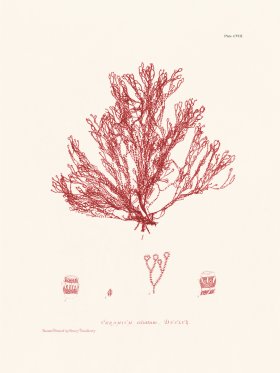 Bradbury Seaweed 108