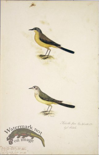 (image for) 95 Swedish Birds . Motacilla Flava, Yellow Wagtail, M.F