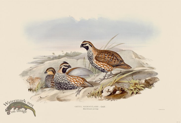 (image for) 04 Black throated partridge