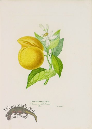(image for) Poiteau Citrus 09