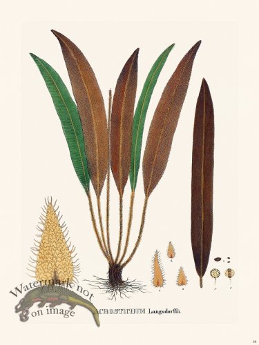 (image for) Ferns of Brazil 38