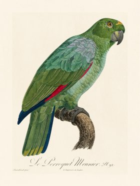 Barraband Parrot 092