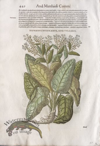 (image for) WB Botanicals 51