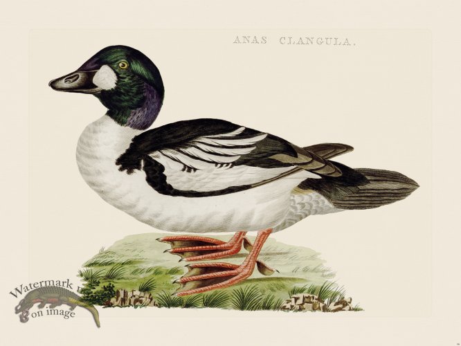 (image for) Nozeman Bird 096