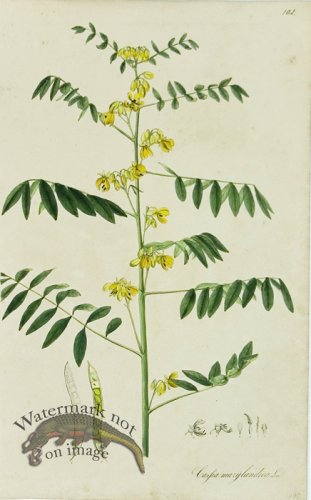 (image for) 1828_Gmp 066