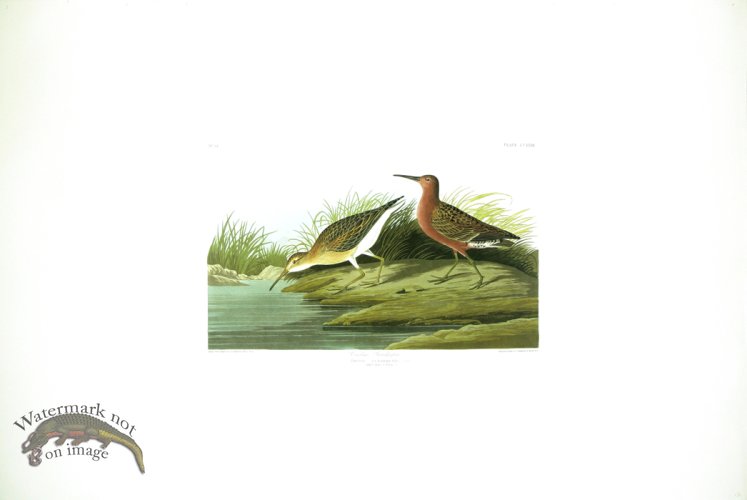 (image for) Cayanne Tern