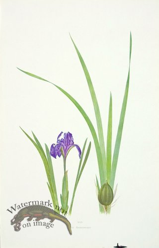 (image for) Dykes Iris 29