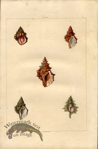 (image for) Perry pl 4