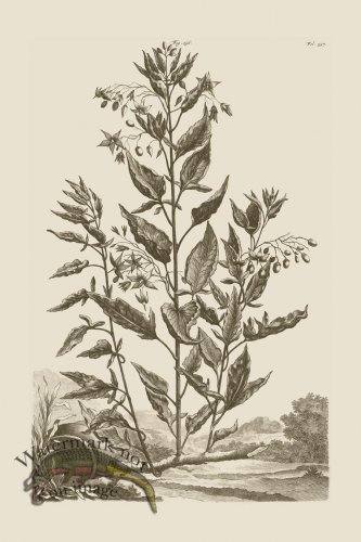 (image for) Abraham Munting 156