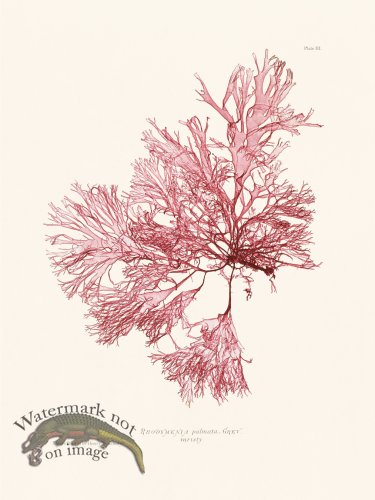 (image for) Bradbury Seaweed 003