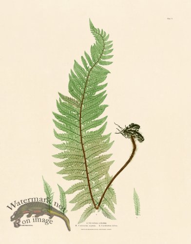 (image for) Bradbury Fern 05
