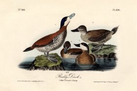 Ruddy Duck