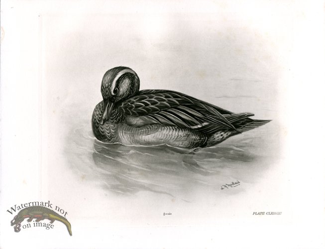 (image for) Bird 15 GARGANEY