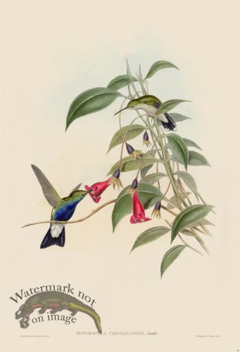 (image for) Gould Hummingbird 091