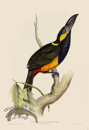 (image for) Langsdorfs Aracari