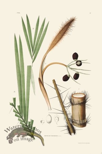 (image for) Rodrigues Palm Front 052